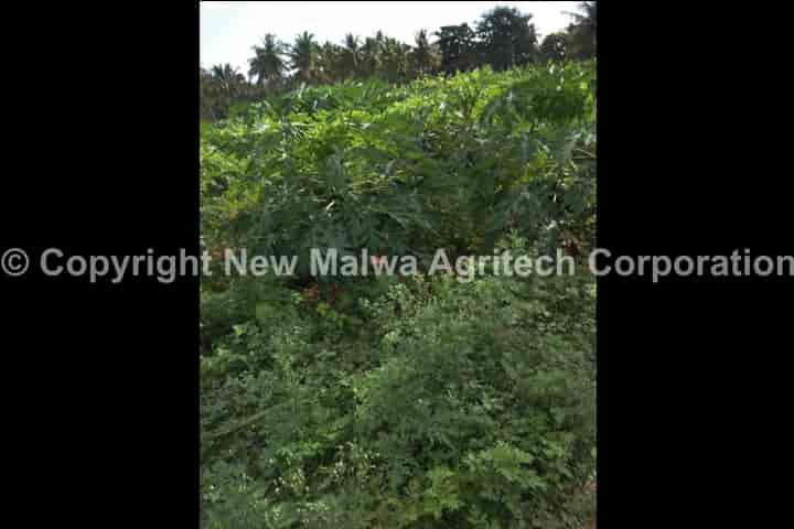 leaf curl of chilli control pesticides